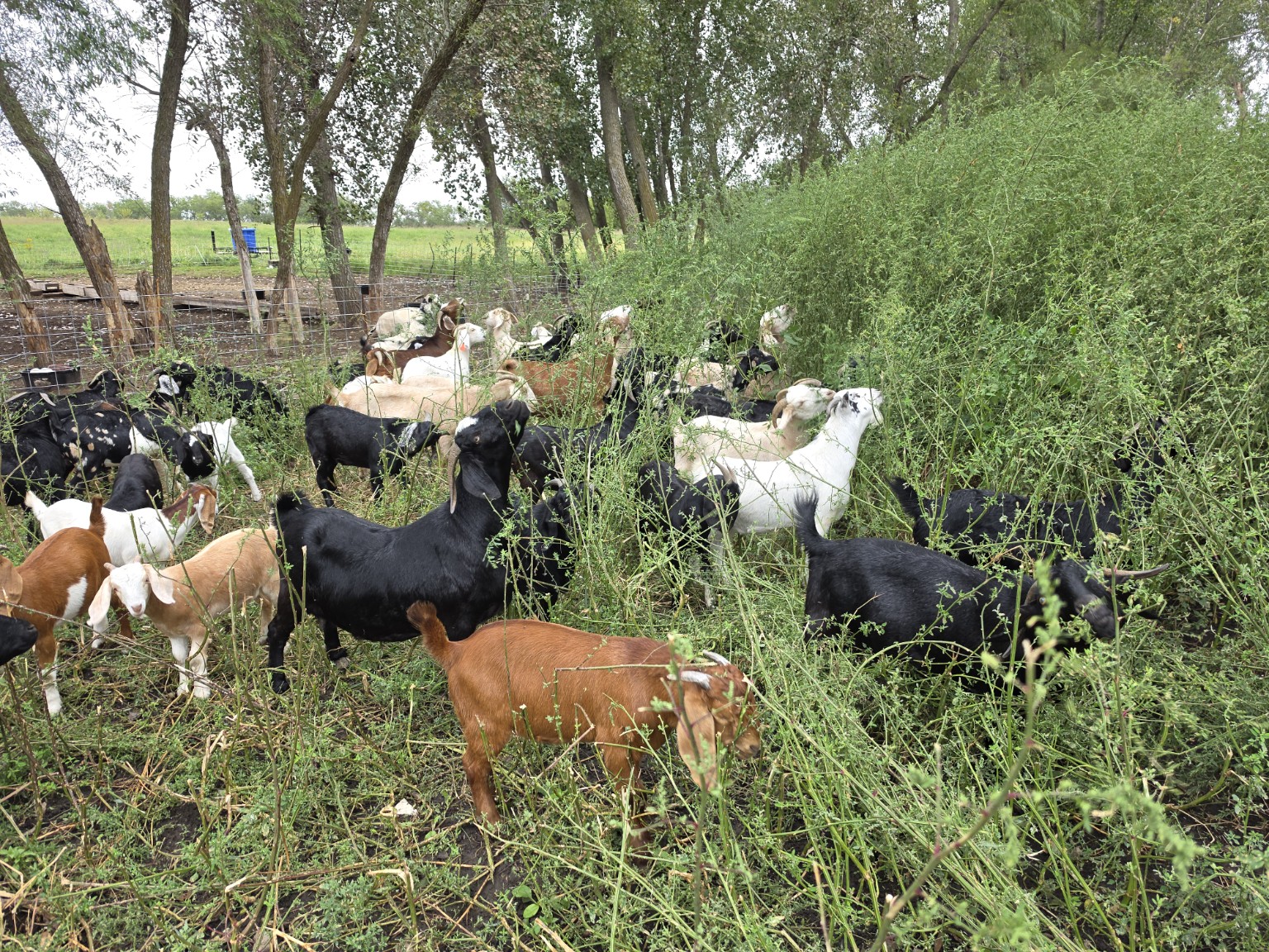 The 4J herd browsing green plants beneath the trees