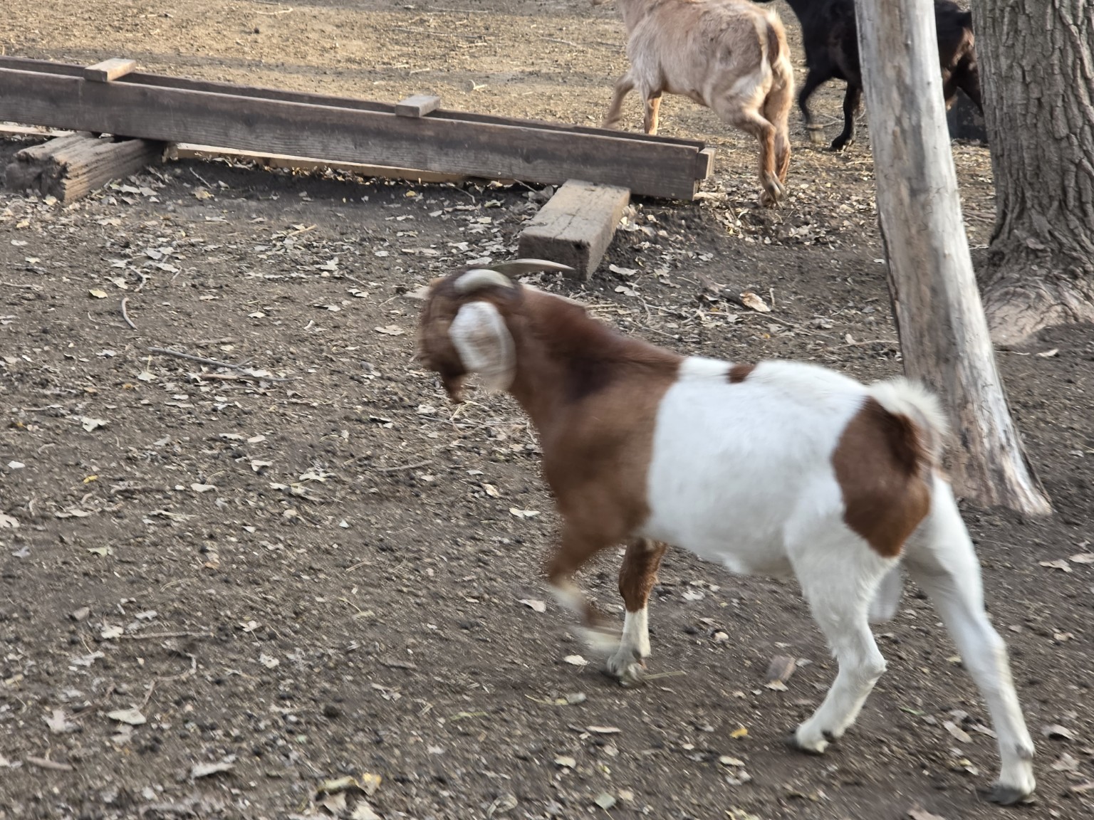 A brown-and-white goat walking through the farmyard