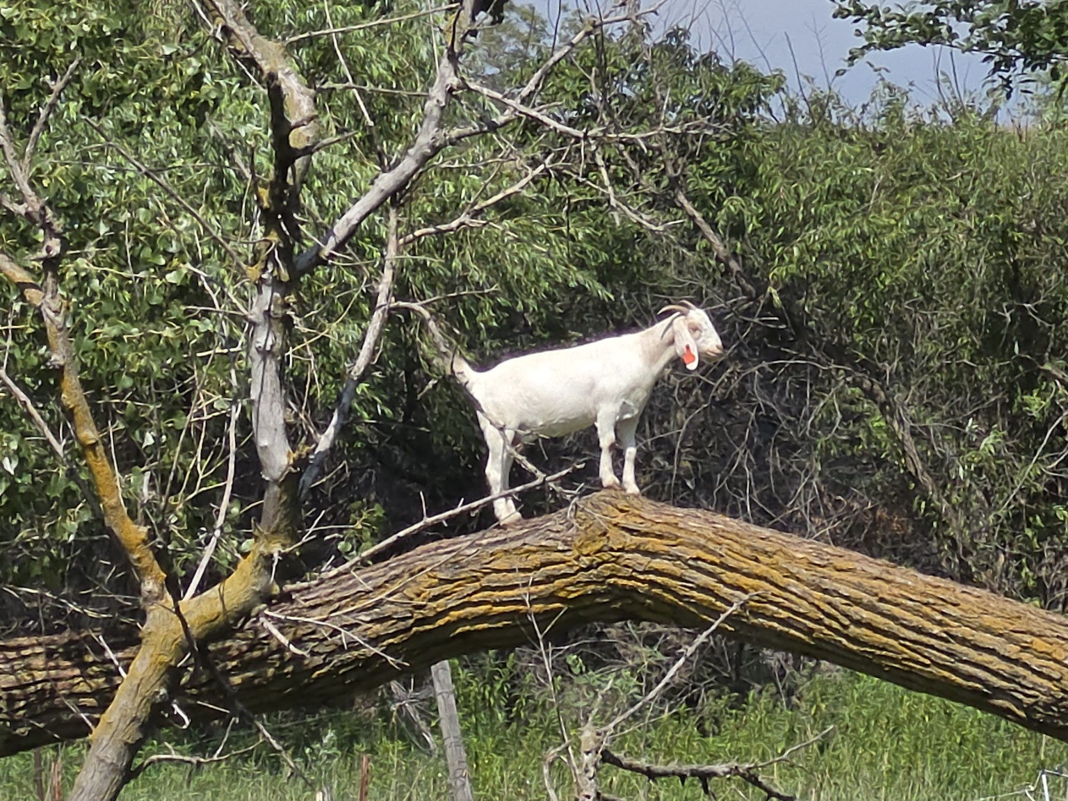 A white goat balancing on a fallen tree among branches