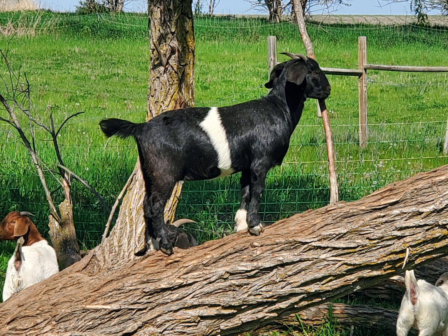 A black goat with a white band standing on a fallen tree