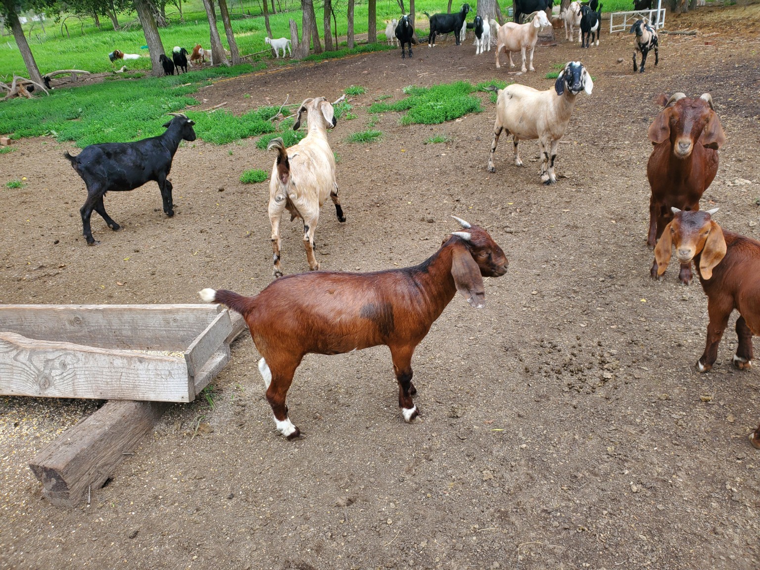 Brown, black, and cream goats gathered near a wooden trough