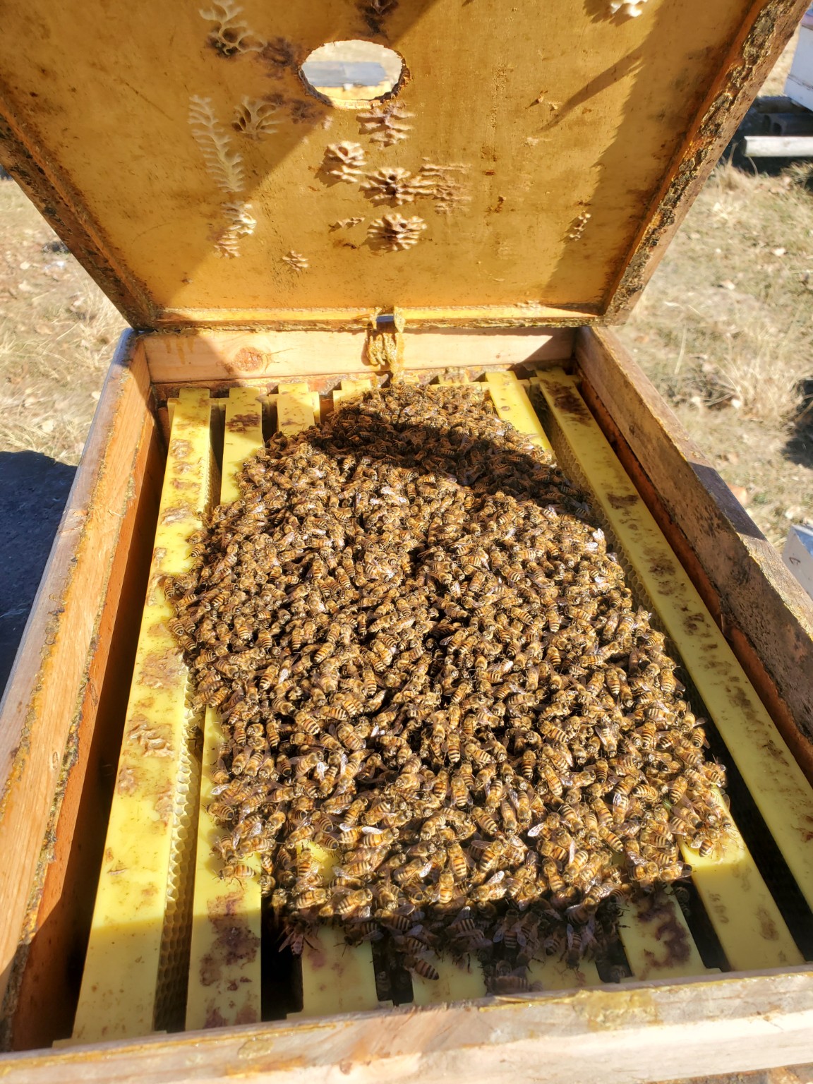 An open hive with honeybees covering its yellow frames
