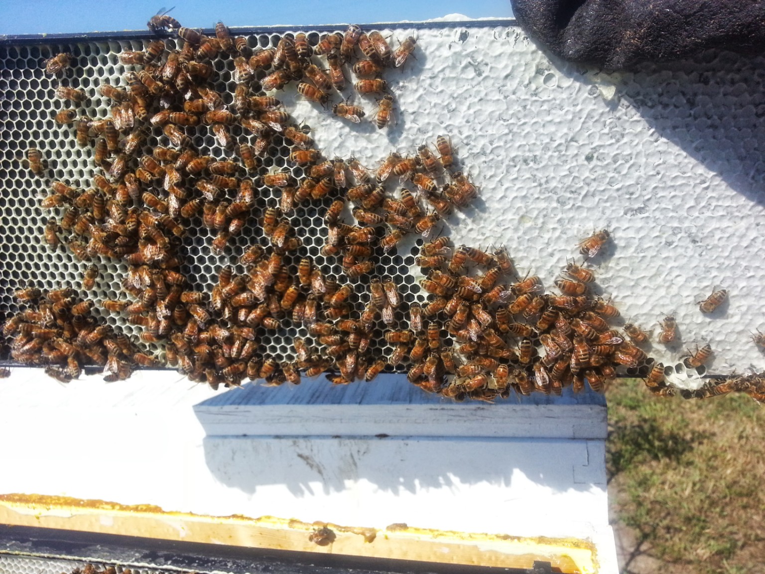 Honeybees on a frame of open and capped honeycomb